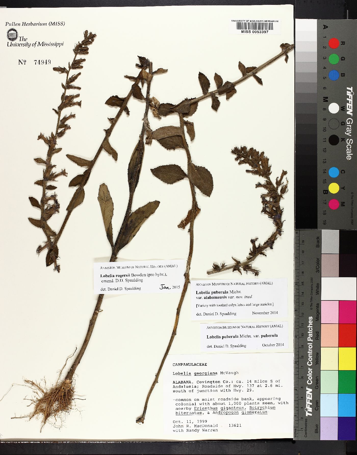 Lobelia georgiana image
