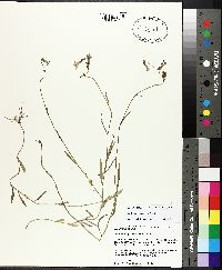 Lobelia glandulosa image