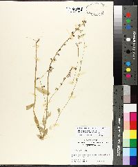 Lobelia appendiculata image