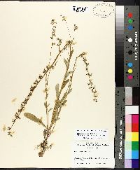 Lobelia appendiculata image