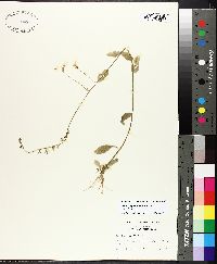 Lobelia appendiculata image