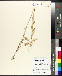 Lobelia appendiculata image