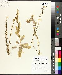 Lobelia appendiculata image