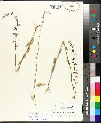 Lobelia appendiculata image