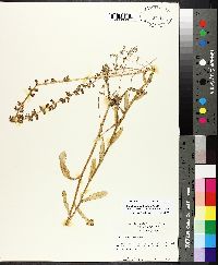 Lobelia appendiculata image