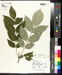 Fraxinus smallii image