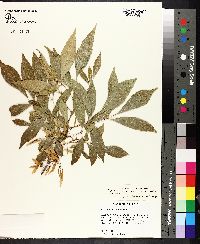 Fraxinus berlandieriana image