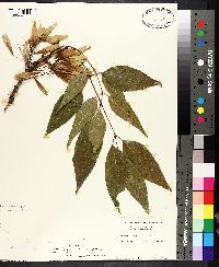 Fraxinus profunda image