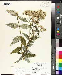 Eupatorium vaseyi image