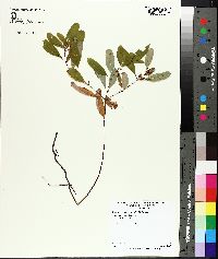 Hypericum walteri image