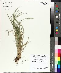 Carex bromoides image