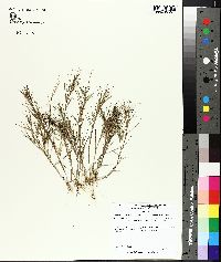 Dichanthelium aciculare image