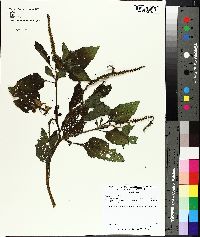 Heliotropium indicum image