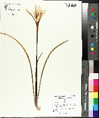 Zephyranthes atamasca image