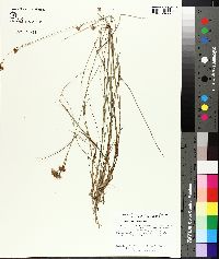 Rhynchospora macra image