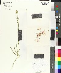 Liatris squarrosa image