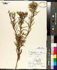 Solidago altissima subsp. altissima image