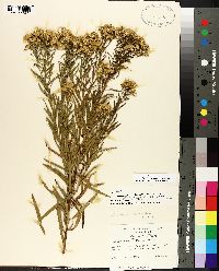 Solidago altissima subsp. altissima image