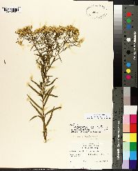 Solidago altissima subsp. altissima image