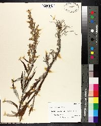 Artemisia tilesii image