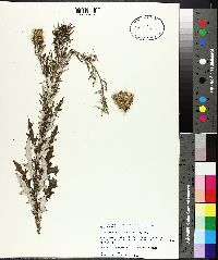 Cirsium discolor image