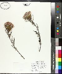 Cirsium discolor image