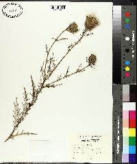 Cirsium discolor image