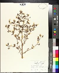 Lactuca floridana image