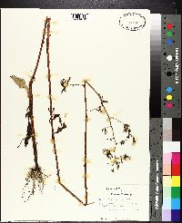 Lactuca floridana image