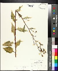 Lactuca floridana var. villosa image