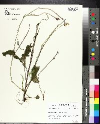 Lactuca graminifolia image