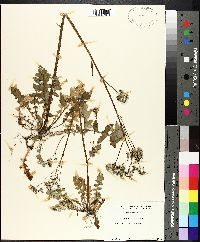 Youngia japonica image