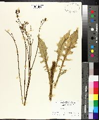 Crepis pulchra image