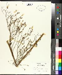 Crepis pulchra image