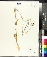 Crepis pulchra image