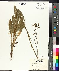 Crepis pulchra image