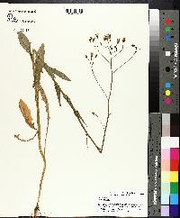 Crepis pulchra image