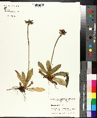 Hieracium aurantiacum image