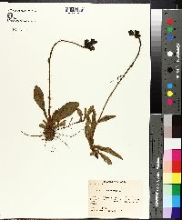 Hieracium aurantiacum image