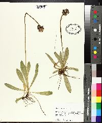 Hieracium aurantiacum image