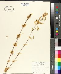 Hieracium gronovii image