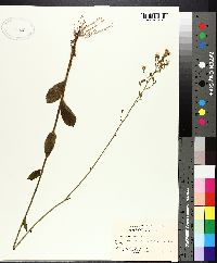 Hieracium gronovii image