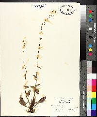 Hieracium gronovii image