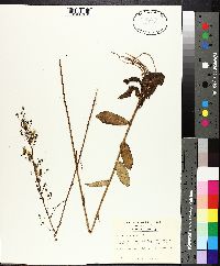 Hieracium gronovii image