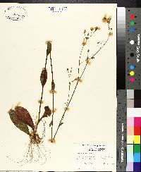 Hieracium gronovii image