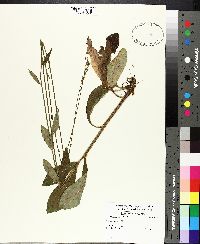 Hieracium gronovii image