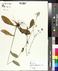 Hieracium gronovii image