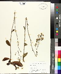 Hieracium gronovii image