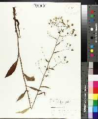 Hieracium paniculatum image