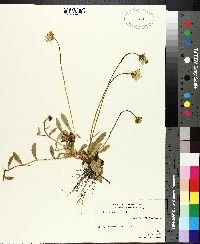 Hieracium pilosella image